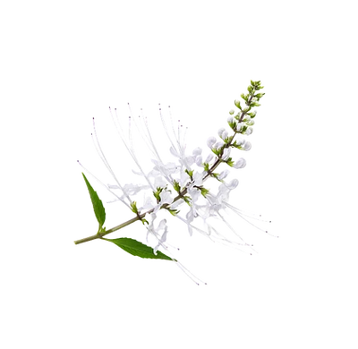 Racine de stillingia